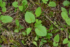 Arnica cordifolia