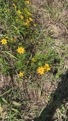 Coreopsis verticillata
