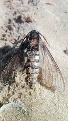 Sphinx maurorum