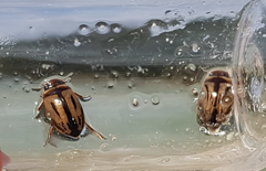 Platambus maculatus