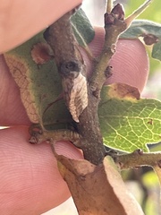 Litaneutria pacifica