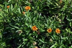 Gazania