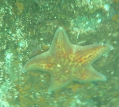 Dermasterias imbricata