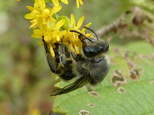 Aster Cellophane Bee photo 5