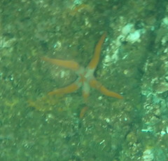 Henricia