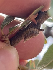 Litaneutria pacifica