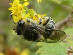 Colletes compactus