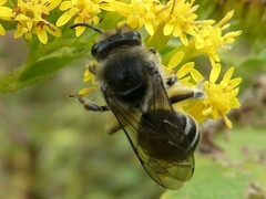 Colletes compactus