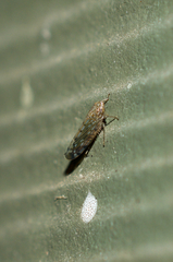 Osbornellus