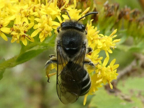 Aster Cellophane Bee photo 3