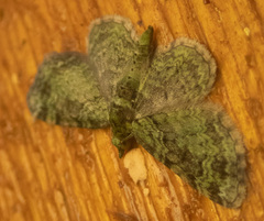 Pasiphila rectangulata