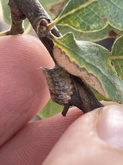 Litaneutria pacifica