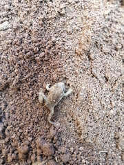 Hyla arenicolor