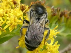 Colletes compactus