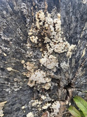 Ductifera pululahuana