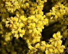 Eriogonum umbellatum