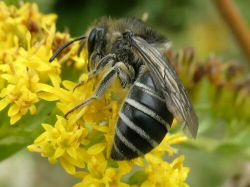 Aster Cellophane Bee photo 4