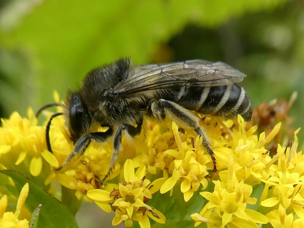 Aster Cellophane Bee