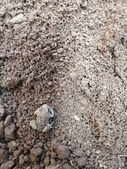 Hyla arenicolor