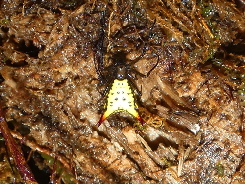 Micrathena parallela