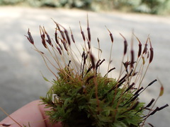 Atrichum selwynii