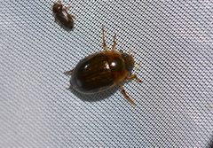 Tropisternus collaris