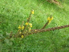 Verbascum