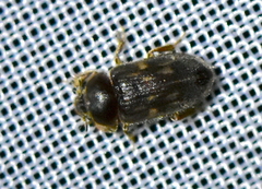 Heterocerus fenestratus