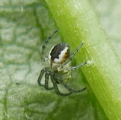 Mangora acalypha