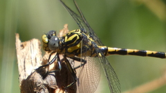 Onychogomphus uncatus