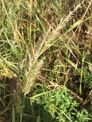 Echinochloa walteri