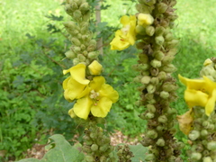 Verbascum