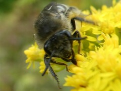 Colletes compactus