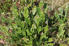 Beta vulgaris
