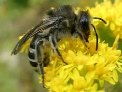 Colletes compactus