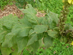 Verbascum