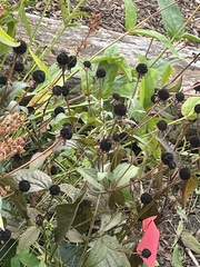 Pycnanthemum muticum