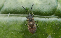 Rhyparochromidae