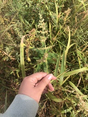 Agrostis gigantea