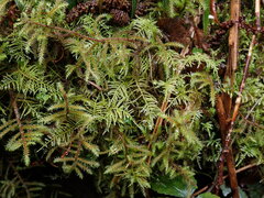 Kindbergia praelonga