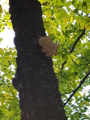 Hericium coralloides