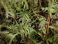 Kindbergia praelonga