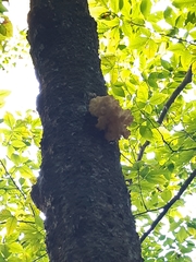 Hericium coralloides