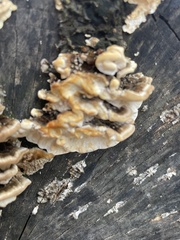 Stereum gausapatum