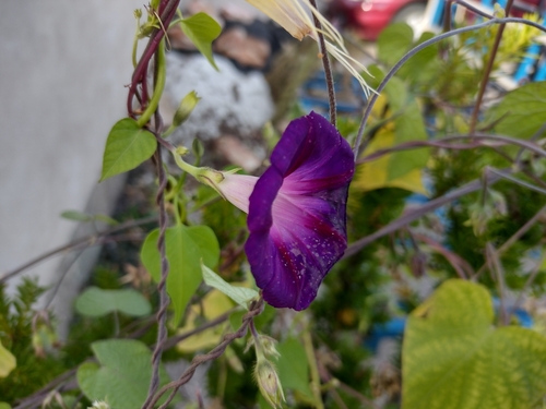 Ukrasni slak (Ipomoea purpurea)