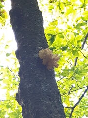 Hericium coralloides