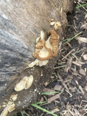 Crepidotus mollis
