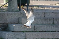 Larus canus