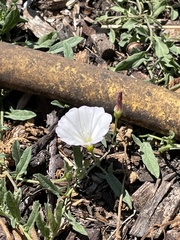 Calystegia occidentalis