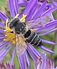 Boreocoelioxys